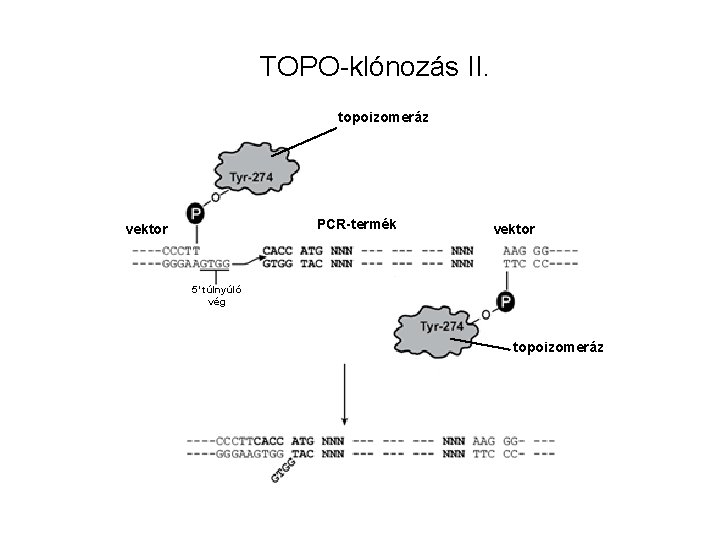 TOPO-klónozás II. topoizomeráz PCR-termék vektor 5’ túlnyúló vég topoizomeráz 
