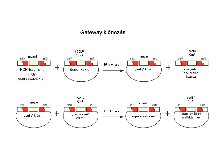 Gateway klónozás inzert ccd. B/ Cm. R BP clonase PCR-fragment vagy expressziós klón inzert