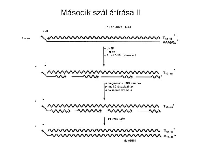 Második szál átírása II. c. DNS/m. RNS hibrid 3’OH 5’ 5’ sapka 3’ +