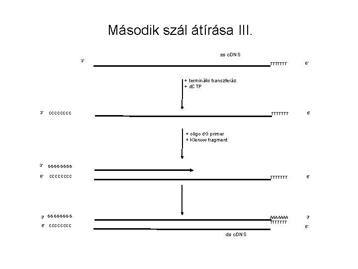 Második szál átírása III. ss c. DNS 3’ TTTTTTT 5’ + terminális transzferáz +