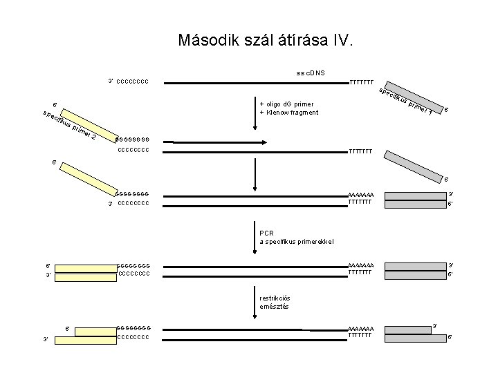 Második szál átírása IV. ss c. DNS 3’ CCCC spe TTTTTTT cifi kus +