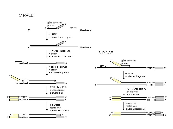 5’ RACE génspecifikus primer 5’ 5’ m. RNS 3’ AAAAAAA 3’ + d. NTP