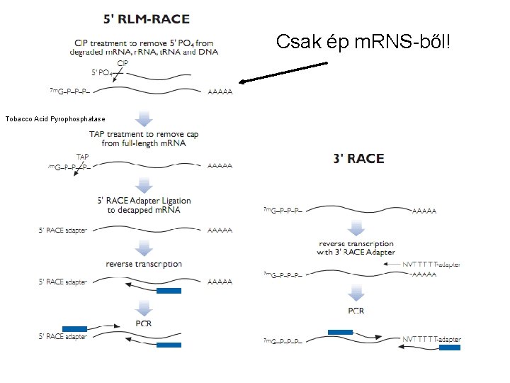 Csak ép m. RNS-ből! Tobacco Acid Pyrophosphatase 