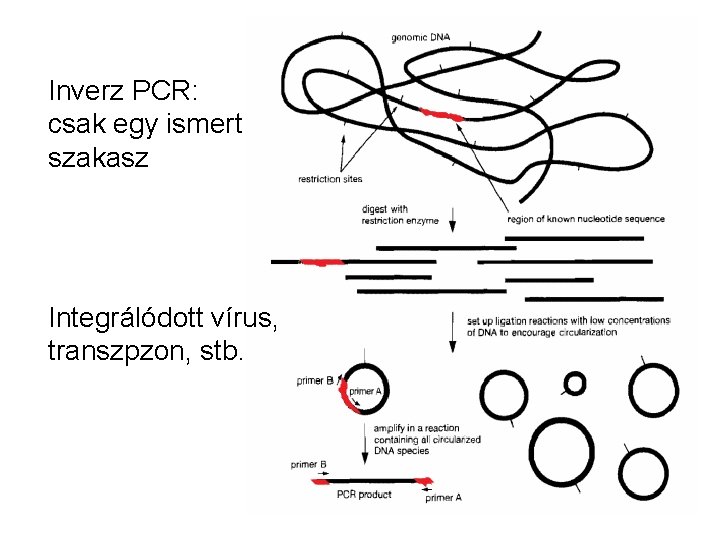 Inverz PCR: csak egy ismert szakasz Integrálódott vírus, transzpzon, stb. 