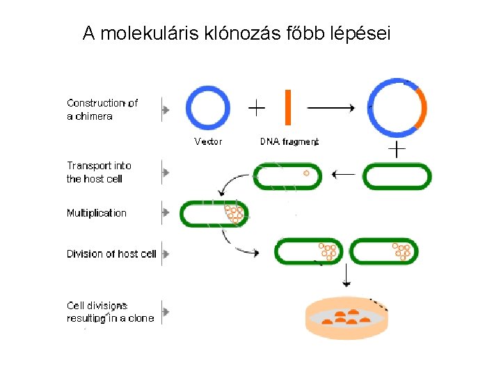 A molekuláris klónozás főbb lépései 