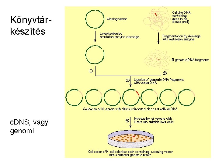 Könyvtárkészítés c. DNS, vagy genomi 