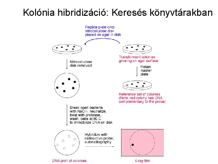 Kolónia hibridizáció: Keresés könyvtárakban 