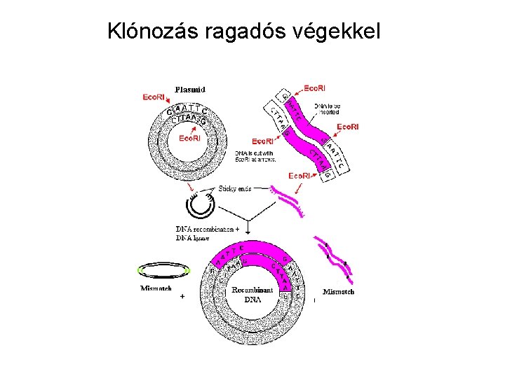 Klónozás ragadós végekkel 