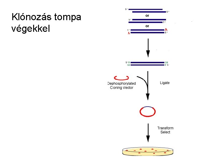 Klónozás tompa végekkel 