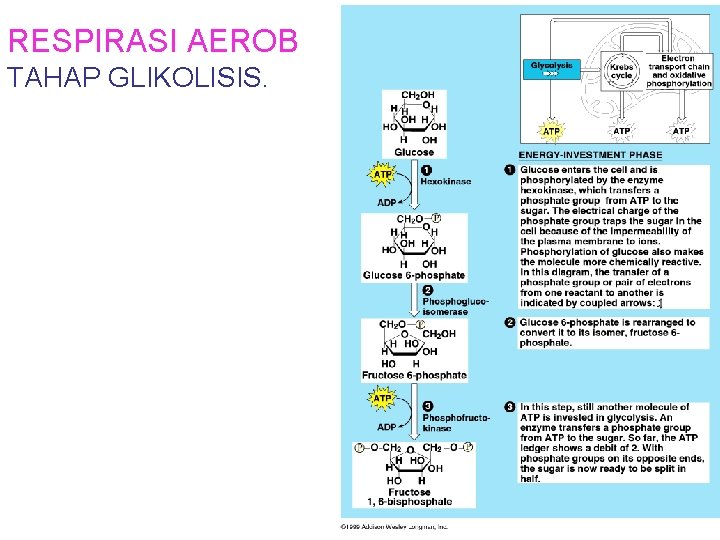 RESPIRASI AEROB TAHAP GLIKOLISIS. 