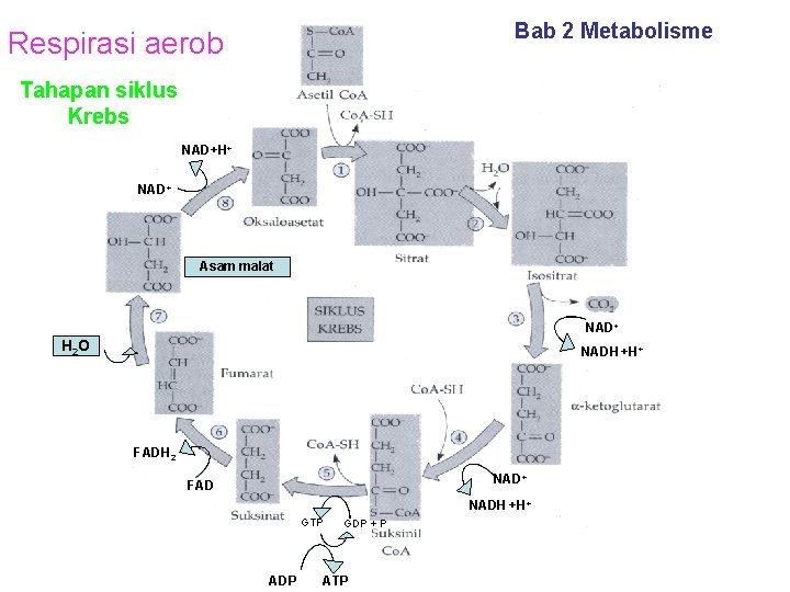 Bab 2 Metabolisme Respirasi aerob Tahapan siklus Krebs NAD+H+ NAD+ Asam malat NAD+ H