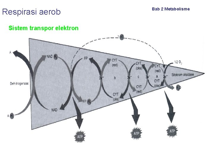 Respirasi aerob Sistem transpor elektron Bab 2 Metabolisme 