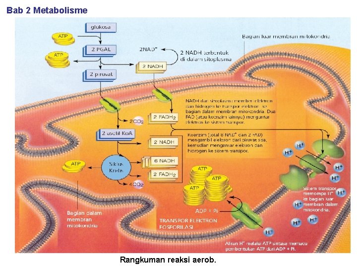 Bab 2 Metabolisme Rangkuman reaksi aerob. 