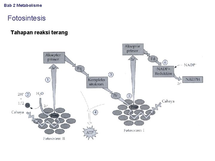 Bab 2 Metabolisme Fotosintesis Tahapan reaksi terang 