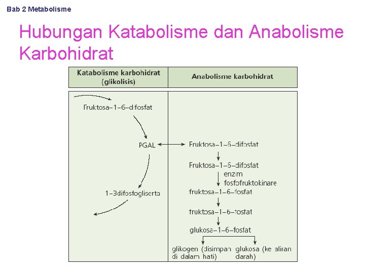 Bab 2 Metabolisme Hubungan Katabolisme dan Anabolisme Karbohidrat 