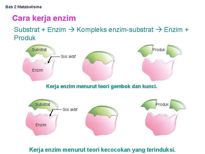 Bab 2 Metabolisme Cara kerja enzim Substrat + Enzim Kompleks enzim-substrat Enzim + Produk