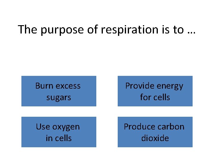 The purpose of respiration is to … Burn excess sugars Provide energy for cells