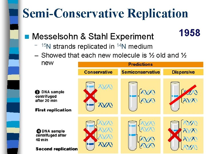 Semi-Conservative Replication n Messelsohn & Stahl Experiment – 15 N 1958 strands replicated in
