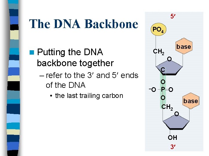 The DNA Backbone n Putting the DNA backbone together – refer to the 3