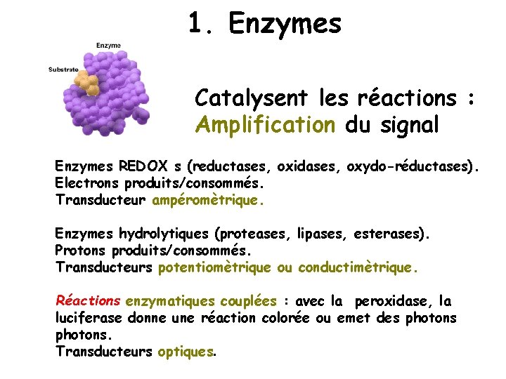 1. Enzymes Catalysent les réactions : Amplification du signal Enzymes REDOX s (reductases, oxidases,