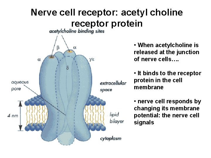 Nerve cell receptor: acetyl choline receptor protein • When acetylcholine is released at the