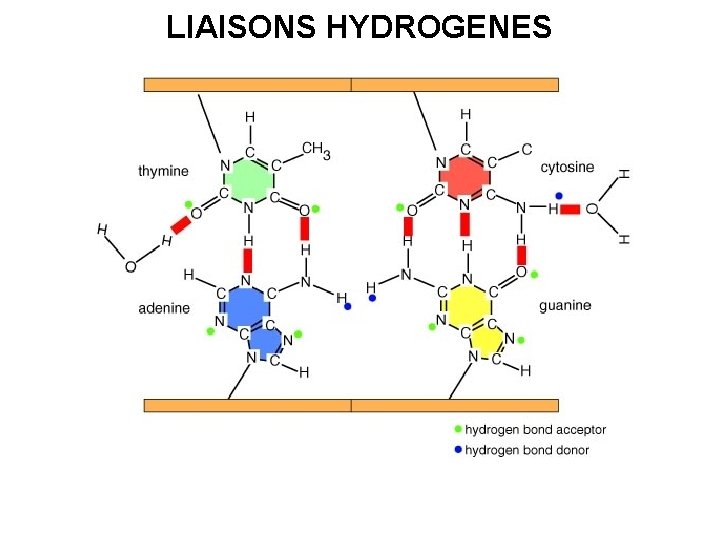 LIAISONS HYDROGENES 