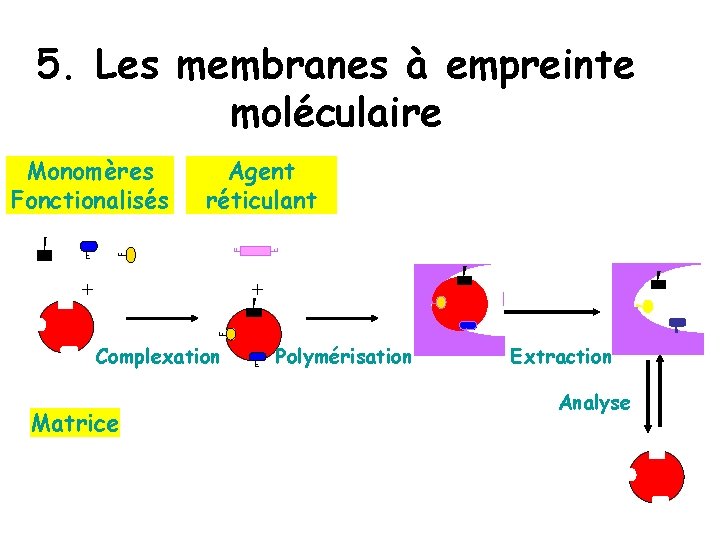 5. Les membranes à empreinte moléculaire Monomères Fonctionalisés Agent réticulant + + Complexation Matrice