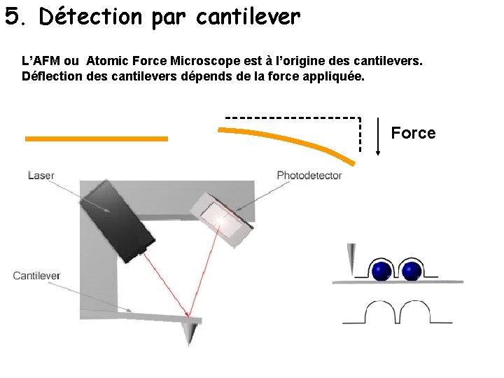 5. Détection par cantilever L’AFM ou Atomic Force Microscope est à l’origine des cantilevers.