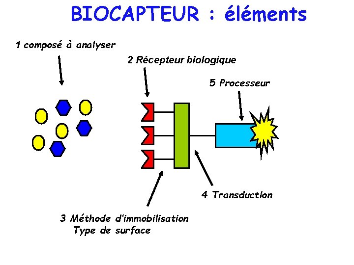 BIOCAPTEUR : éléments 1 composé à analyser 2 Récepteur biologique 5 Processeur 4 Transduction