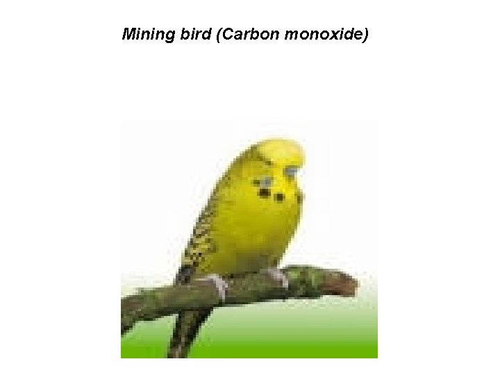Mining bird (Carbon monoxide) 