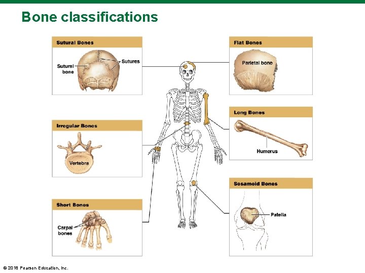 Bone classifications © 2018 Pearson Education, Inc. 
