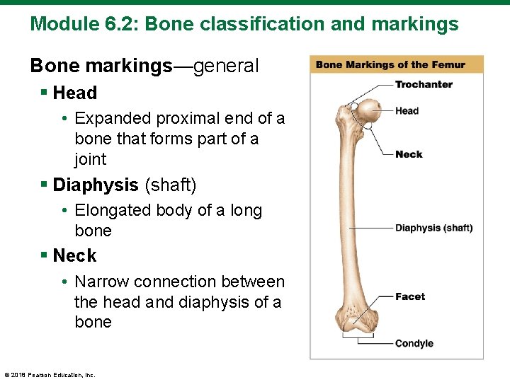 Module 6. 2: Bone classification and markings Bone markings—general § Head • Expanded proximal