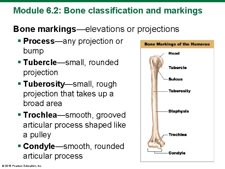 Module 6. 2: Bone classification and markings Bone markings—elevations or projections § Process—any projection