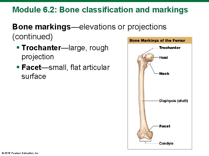 Module 6. 2: Bone classification and markings Bone markings—elevations or projections (continued) § Trochanter—large,