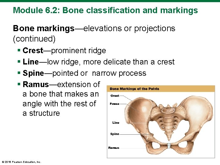 Module 6. 2: Bone classification and markings Bone markings—elevations or projections (continued) § Crest—prominent