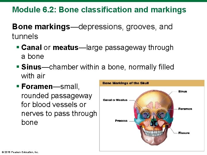 Module 6. 2: Bone classification and markings Bone markings—depressions, grooves, and tunnels § Canal