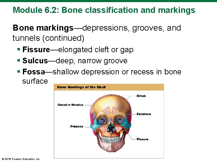 Module 6. 2: Bone classification and markings Bone markings—depressions, grooves, and tunnels (continued) §