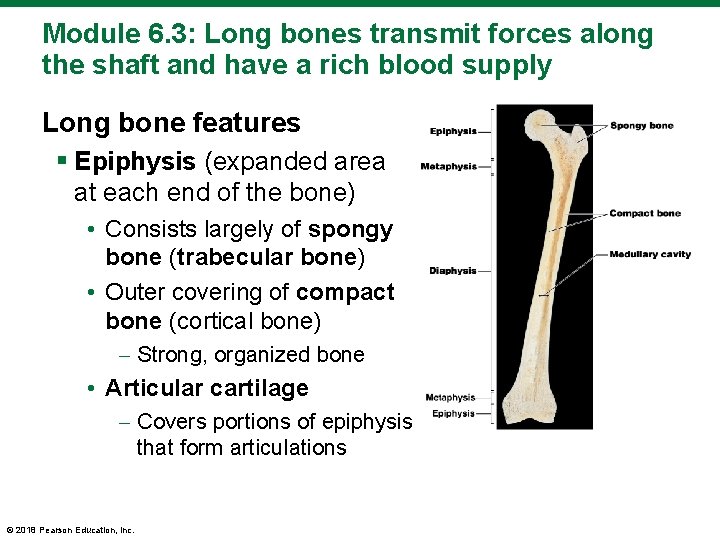 Module 6. 3: Long bones transmit forces along the shaft and have a rich
