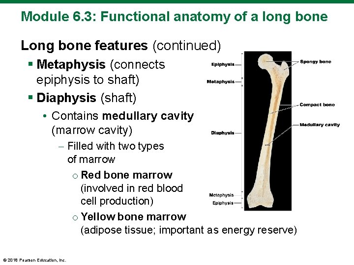 Module 6. 3: Functional anatomy of a long bone Long bone features (continued) §