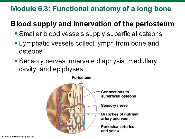 Module 6. 3: Functional anatomy of a long bone Blood supply and innervation of