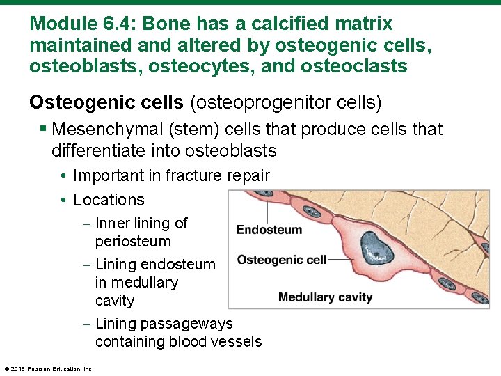 Module 6. 4: Bone has a calcified matrix maintained and altered by osteogenic cells,