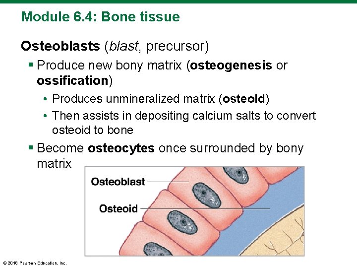 Module 6. 4: Bone tissue Osteoblasts (blast, precursor) § Produce new bony matrix (osteogenesis