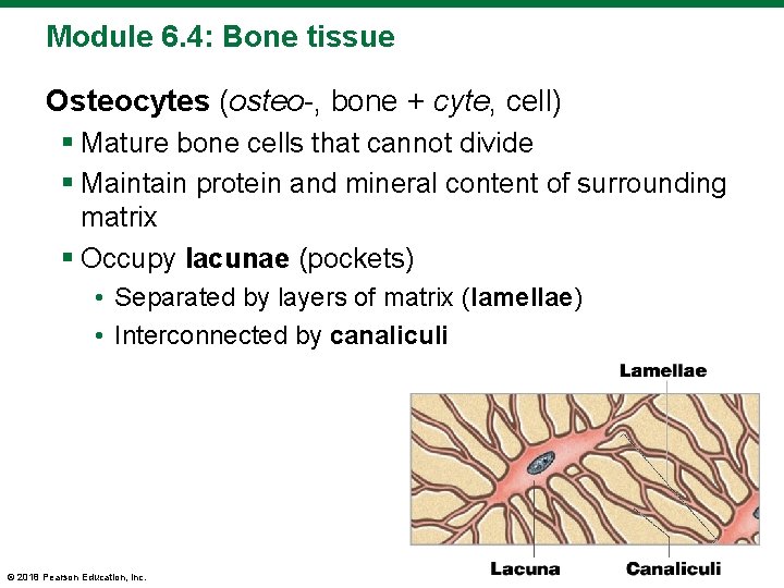 Module 6. 4: Bone tissue Osteocytes (osteo-, bone + cyte, cell) § Mature bone