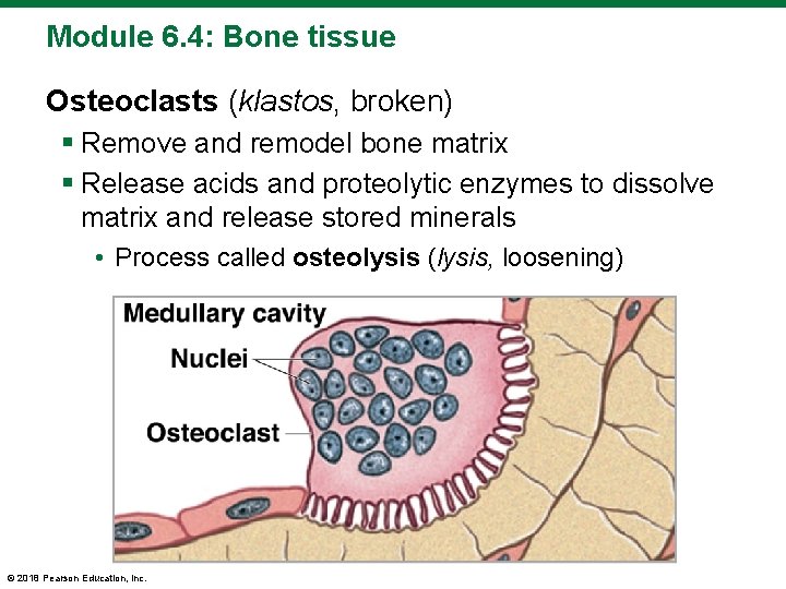 Module 6. 4: Bone tissue Osteoclasts (klastos, broken) § Remove and remodel bone matrix