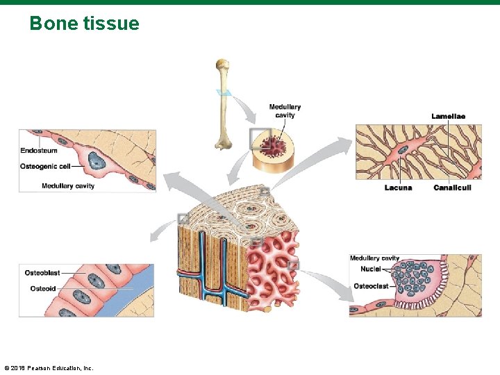 Bone tissue © 2018 Pearson Education, Inc. 