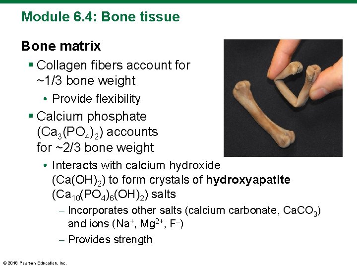 Module 6. 4: Bone tissue Bone matrix § Collagen fibers account for ~1/3 bone