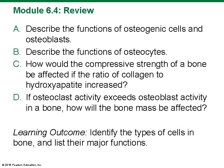 Module 6. 4: Review A. Describe the functions of osteogenic cells and osteoblasts. B.