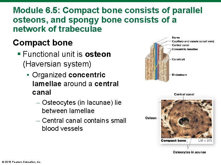Module 6. 5: Compact bone consists of parallel osteons, and spongy bone consists of