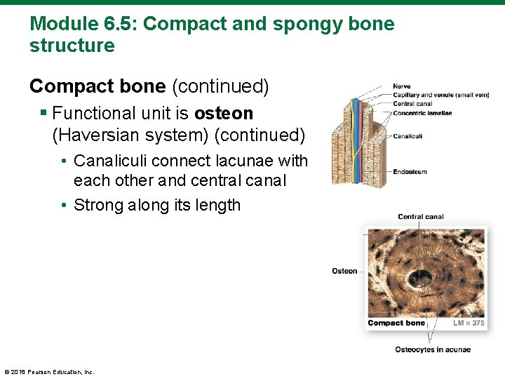 Module 6. 5: Compact and spongy bone structure Compact bone (continued) § Functional unit