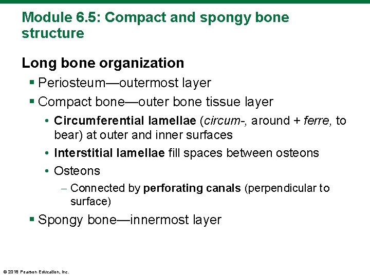 Module 6. 5: Compact and spongy bone structure Long bone organization § Periosteum—outermost layer